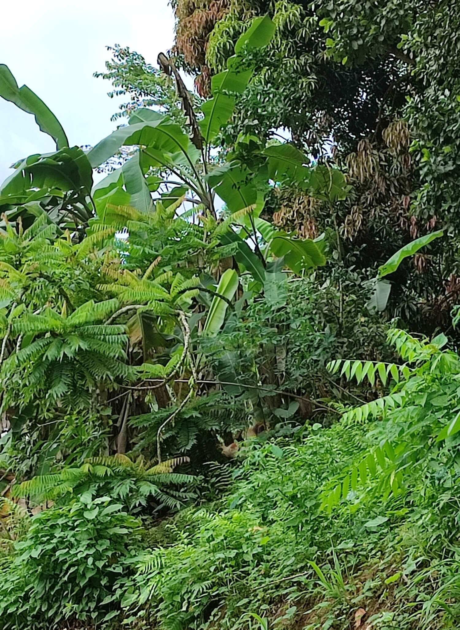 jungle - biodiversity